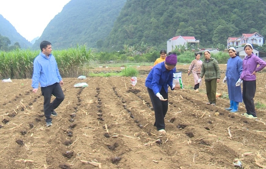 Người dân xã Thuỵ Hùng (Thạch An) được tập huấn, chuyển giao kỹ thuật trồng ngô lai từ nguồn kinh phí hỗ trợ của chương trình MTQG