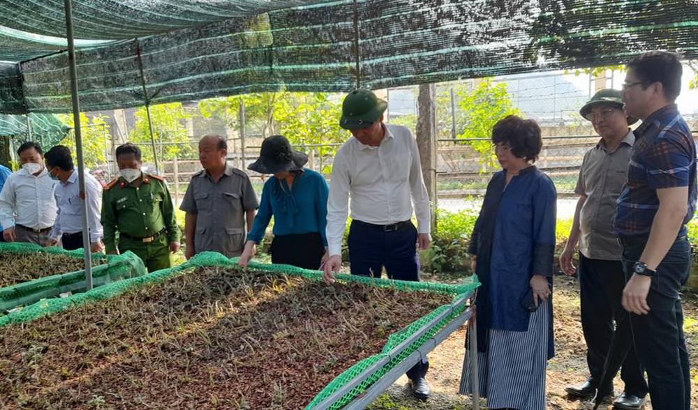 Lãnh đạo tỉnh Nghệ An cùng nhà đầu tư khảo sát vùng trồng dược liệu ở xã Mường Lống huyện Kỳ Sơn