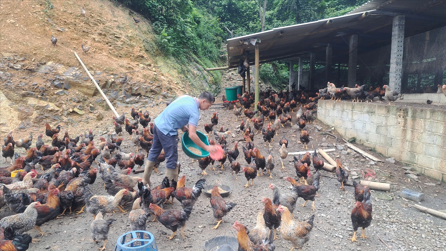 Gia đình anh Hoàng Văn Tám, thôn Bản Quần, xã Quang Trung , huyện Bình Gia được hỗ trợ nuôi gà liên kết dưới tán hồi