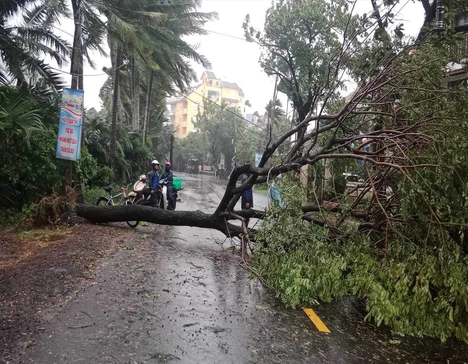 Gió lớn làm ngã cây ở Tp. Hội An sáng 27/10.