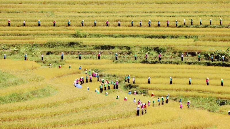 Nhiều hoạt động văn hóa được diễn ra tại lễ hội ruộng bậc thang Miền Đồi, huyện Lạc Sơn, tỉnh Hòa Bình