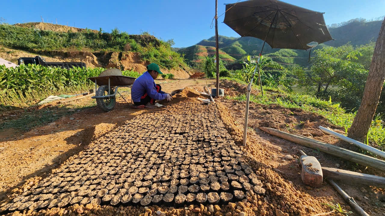 Cùng với đó, các vườn ươm phải thuê thêm nhân công, tăng thời gian làm việc để khẩn trương ươm số lượng lớn cây keo giống