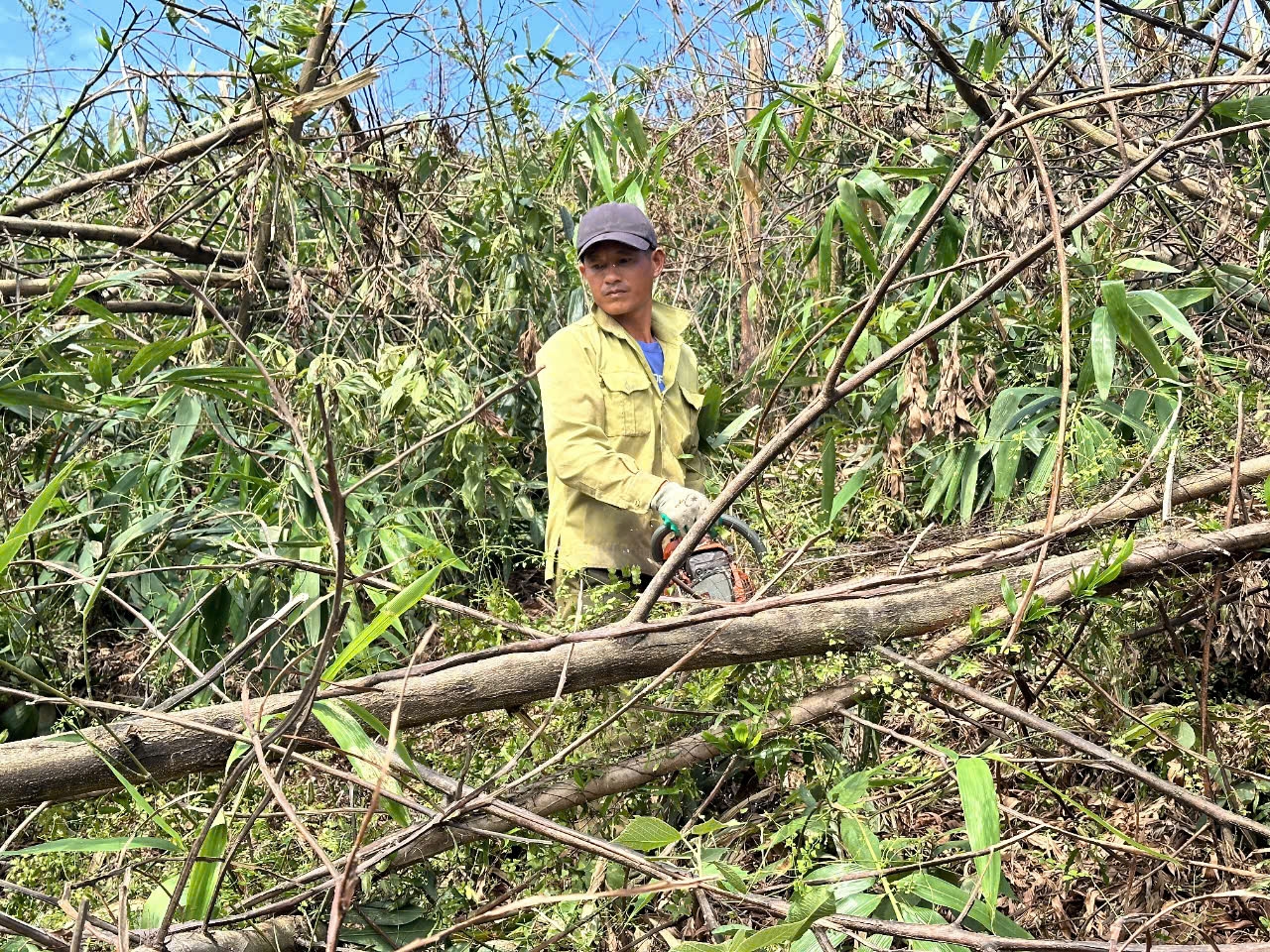 Người dân dùng cưa máy cầm tay để cưa các cây keo bị gãy đổ để cho tiện tận thu và dọn dẹp rừng, phòng chống cháy rừng