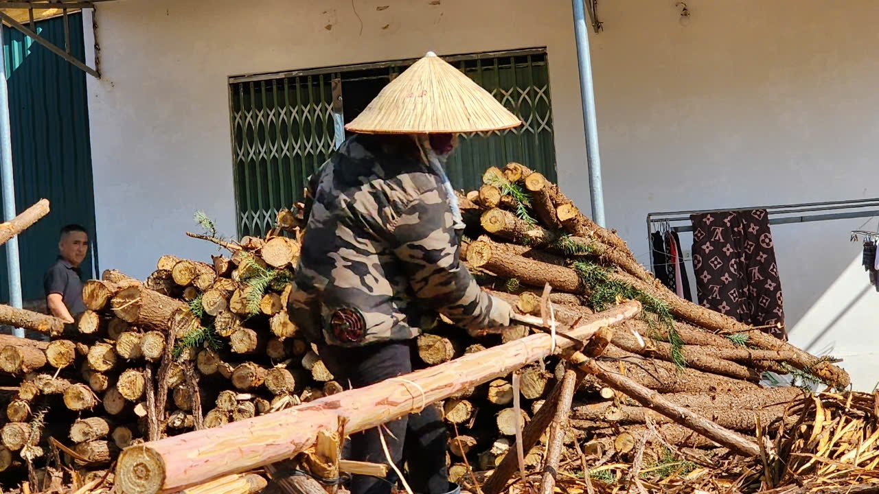 Người dân róc vỏ cây sa mộc tại điểm tập kết được trả tiền công 3.000 đồng/cây