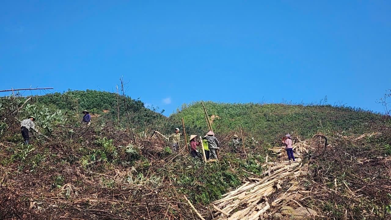 Tỉnh Quảng Ninh phát động đợt cao điểm thu dọn, tận thu lâm sản và vệ sinh rừng bị thiệt hại sau bão