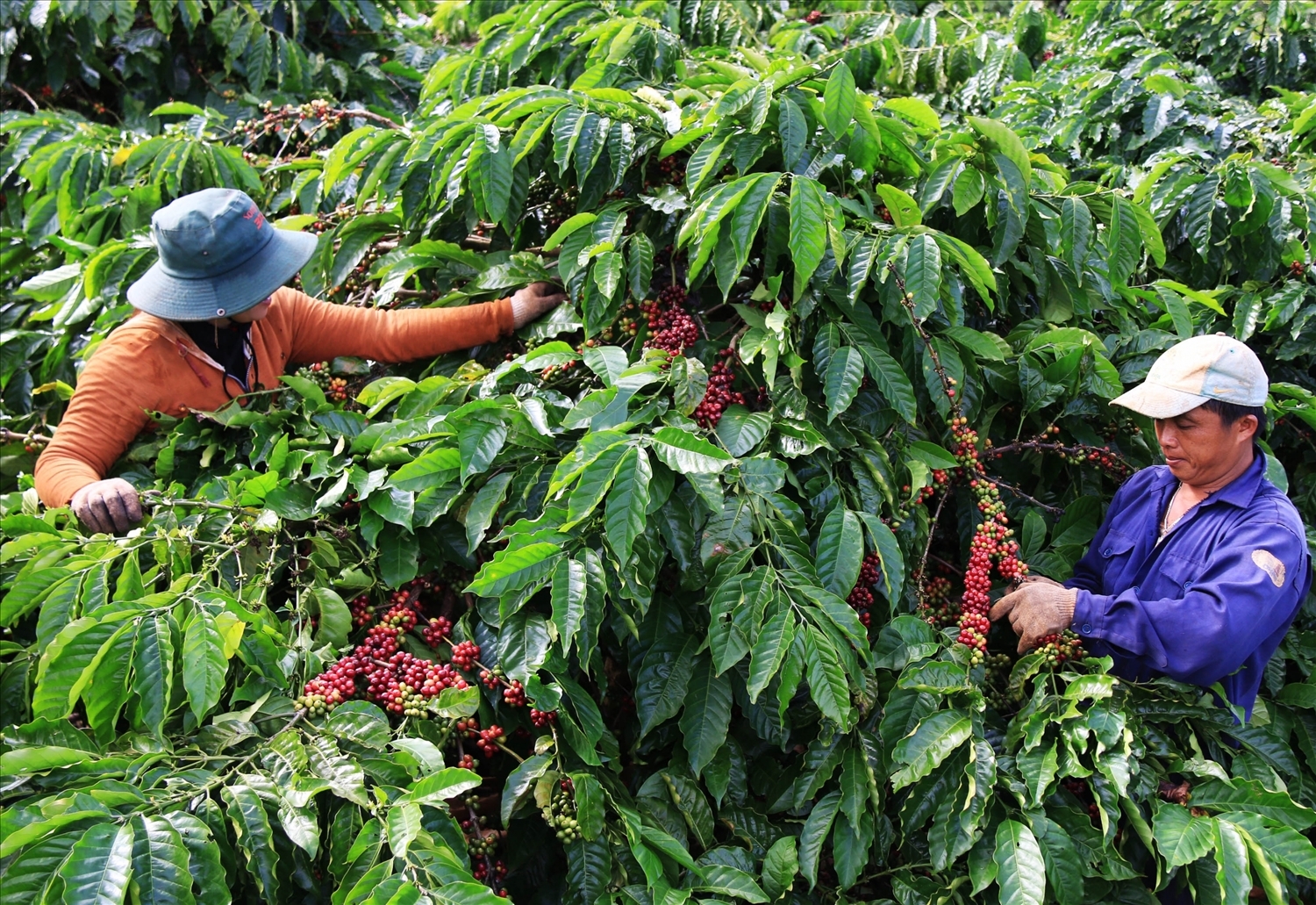 Cùng với sầu riêng, cà phê cũng đang là mặt hàng nông sản đạt giá trị xuất khẩu rất cao.