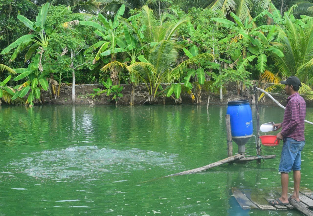 Mô hình nuôi cá thác lác của hộ Thạch Bal, dân tộc Khmer ở ấp Ko Kô, xã Tân Hưng, huyện Long Phú