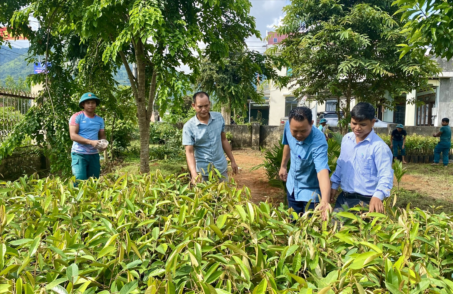 Từ nguồn xã hội hóa do Huyện ủy Sa Thầy kêu gọi, xã Rờ Kơi mua cây giống sầu riêng để hỗ trợ cho các hộ đồng bào DTTS tham gia Đề án cải tạo vườn tạp