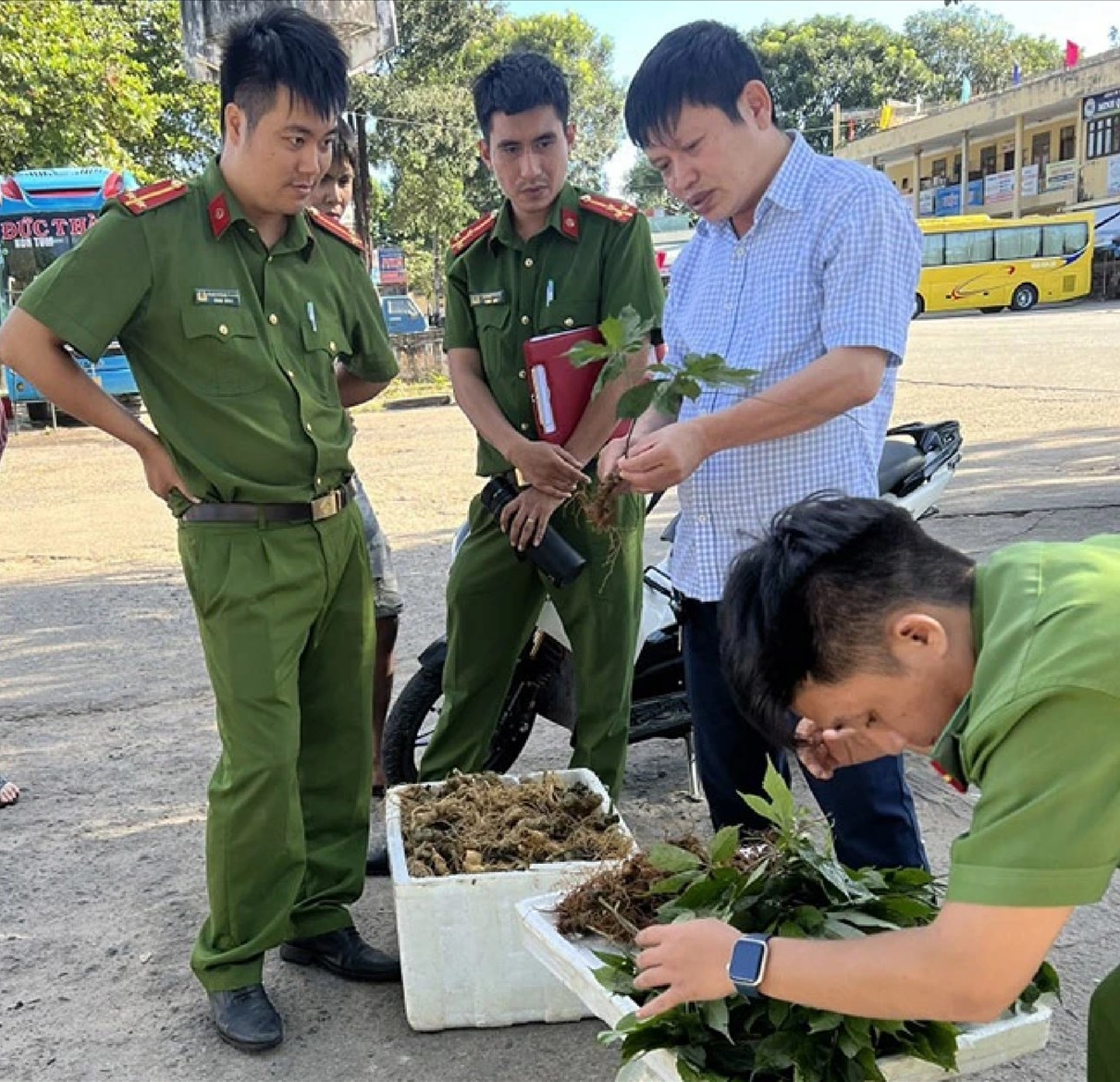 Công an Kon Tum phát hiện, tạm giữ lô hàng củ và lá giống với Sâm Ngọc Linh. (ảnh CA Kon Tum)