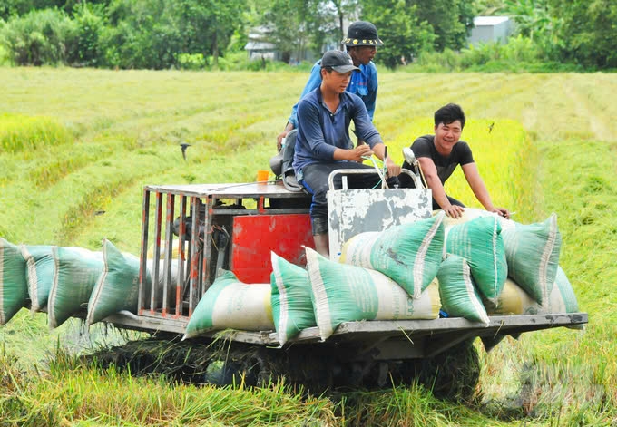 Trung bình mỗi hộ nông dân ĐBSCL đang sở hữu 1,2ha đất sản xuất lúa, cho thu nhập từ 40 - 60 triệu đồng/ha/năm. Ảnh: TL