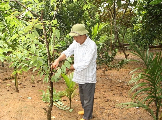 Ông Trần Văn Hùng, thôn Đức Thắng, xã Thượng Ninh chăm sóc vườn cây của gia đình (ảnh M. Khanh)