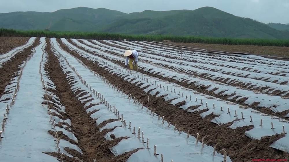 Ở miền núi Phú Yên đã hình thành các vùng trồng sắn nguyên liệu gắn với các nhà máy công nghiệp chế biến