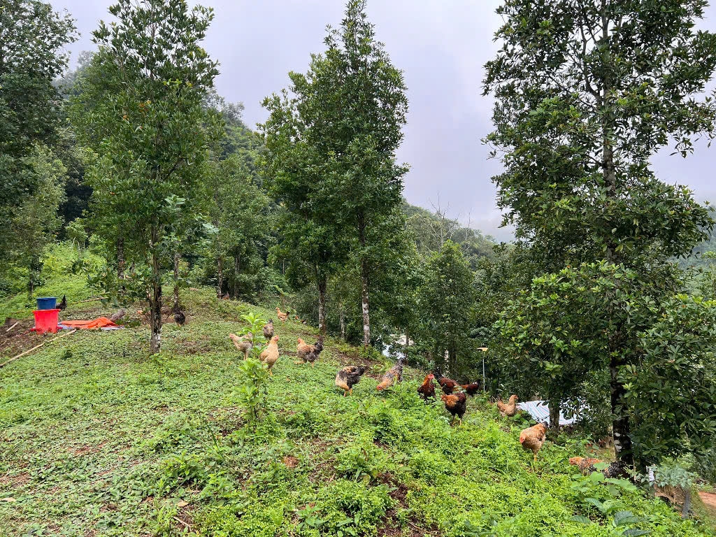  Gà được nuôi bán chăn thả dưới tán rừng hồi, nên ngoài việc cho ăn ngô, cám, chuối thì còn tận dụng được nguồn thức ăn tươi là các loại côn trùng và cây cỏ tự nhiên