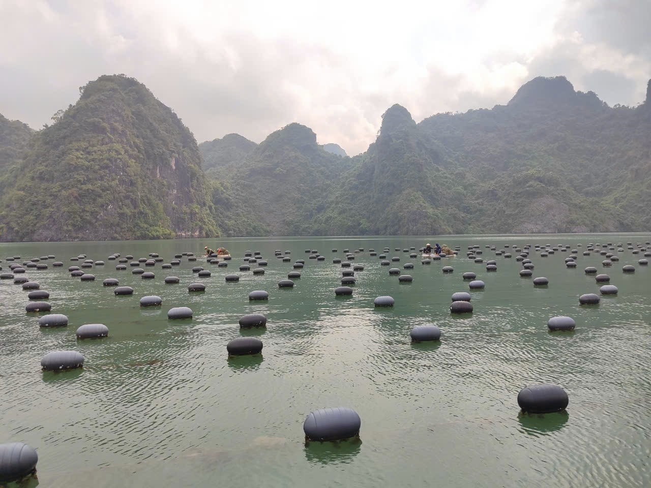 Tính đến nay, ngư dân huyện Vân Đồn đã rải phao khoảng 4.000 ha và trên 2.000ha thủy sản, hàu được xuống giống