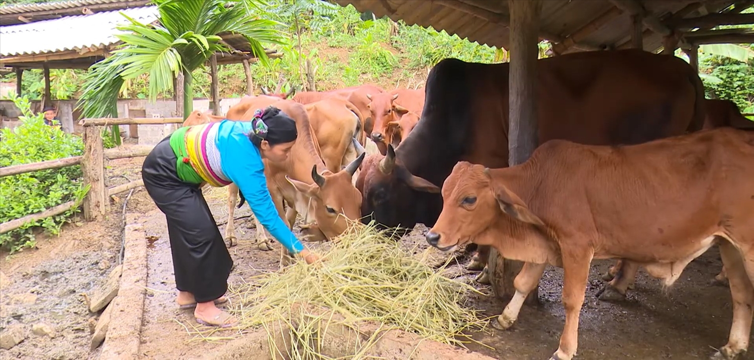 Nhờ các chính sách hỗ trợ của Nhà nước, các hộ gia đình nghèo là người dân tộc thiểu số đã vươn lên thoát nghèo