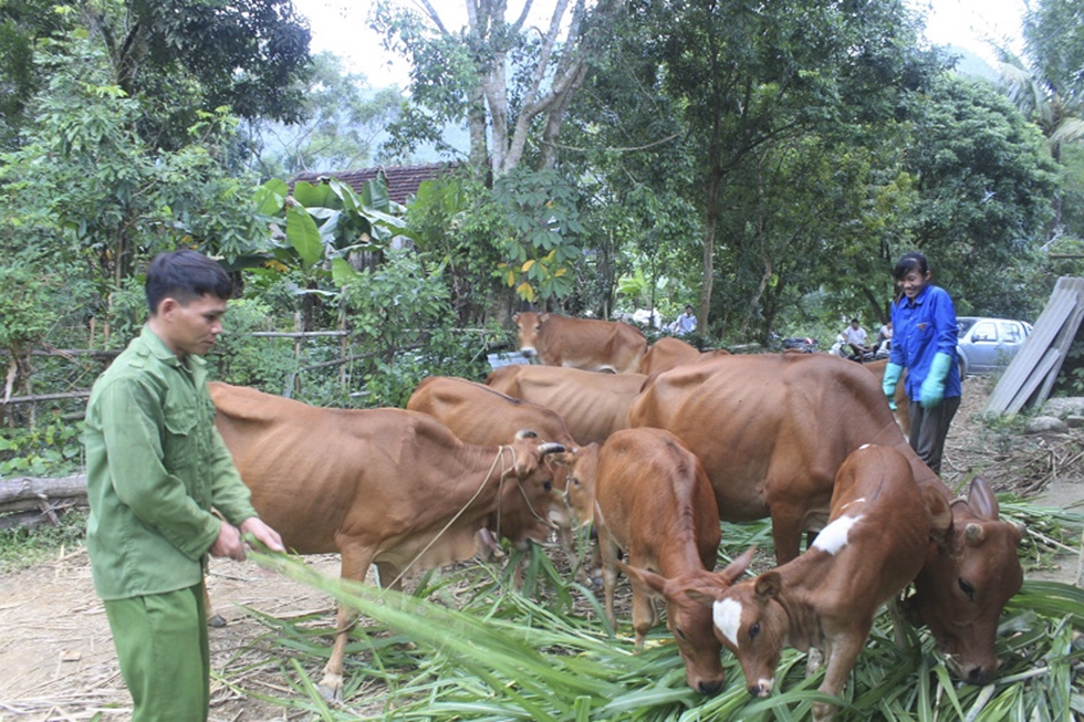 Nhờ vay vốn chính sách, nhiều hộ dân ở huyện vùng cao Bá Thước đã phát triển kinh tế và vươn lên thoát nghèo