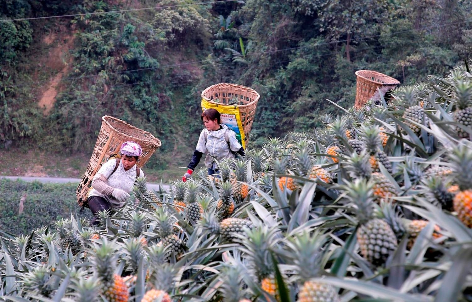 Phát triển vùng nguyên liệu tập trung là giải pháp để thu hút doanh nghiệp vào vùng sâu, vùng xa. (Trong ảnh: Xã Bản Lầu, huyện Mường Khương, tỉnh lào Cai đã hình thành vùng nguyên liệu dứa, với tổng diện tích hơn 700 ha)