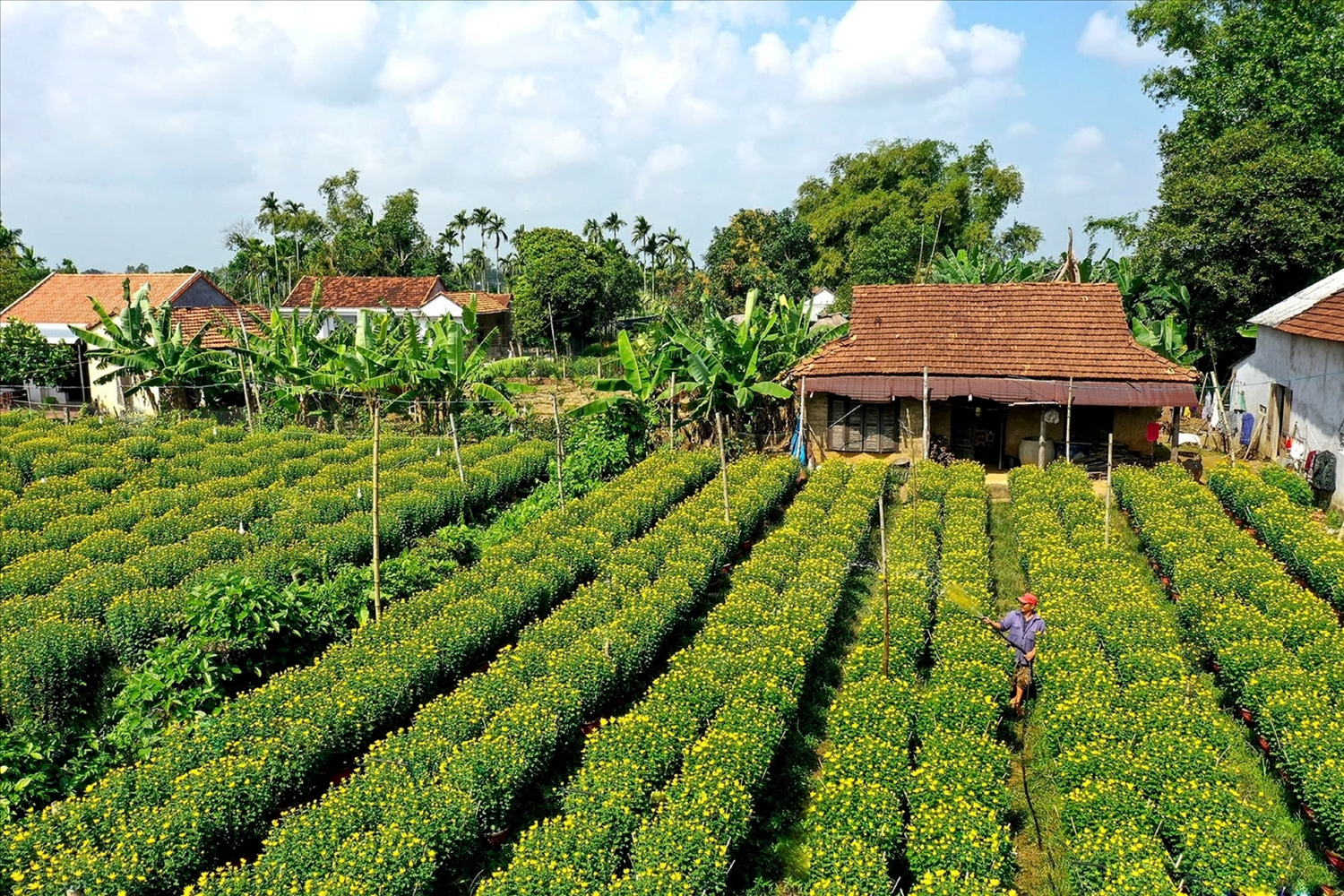 Một vườn hoa ở làng hoa Nghĩa Hành