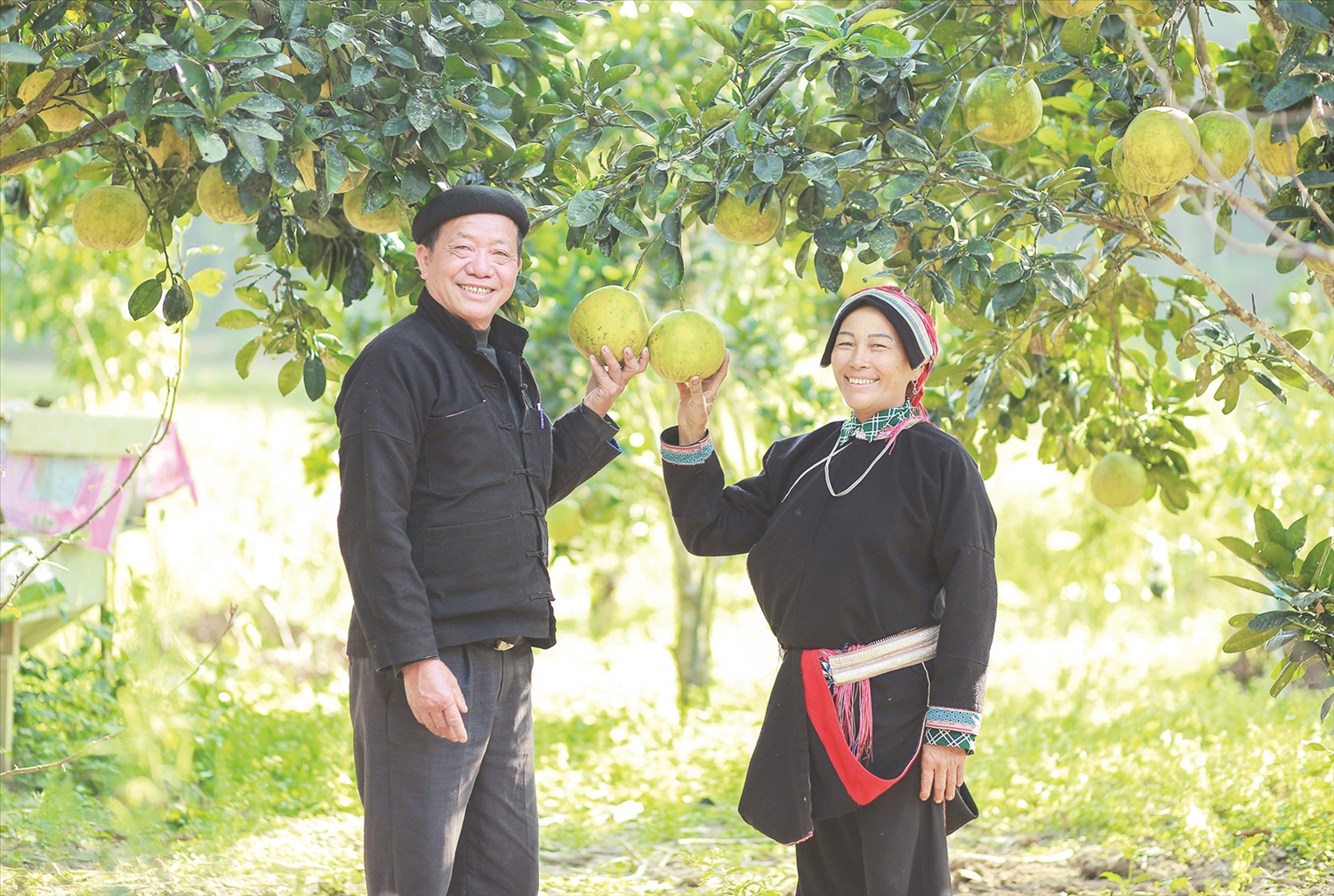 Những vườn cây ăn quả năng suất cao là thành quả lao động miệt mài của ông Lý Đại Thông