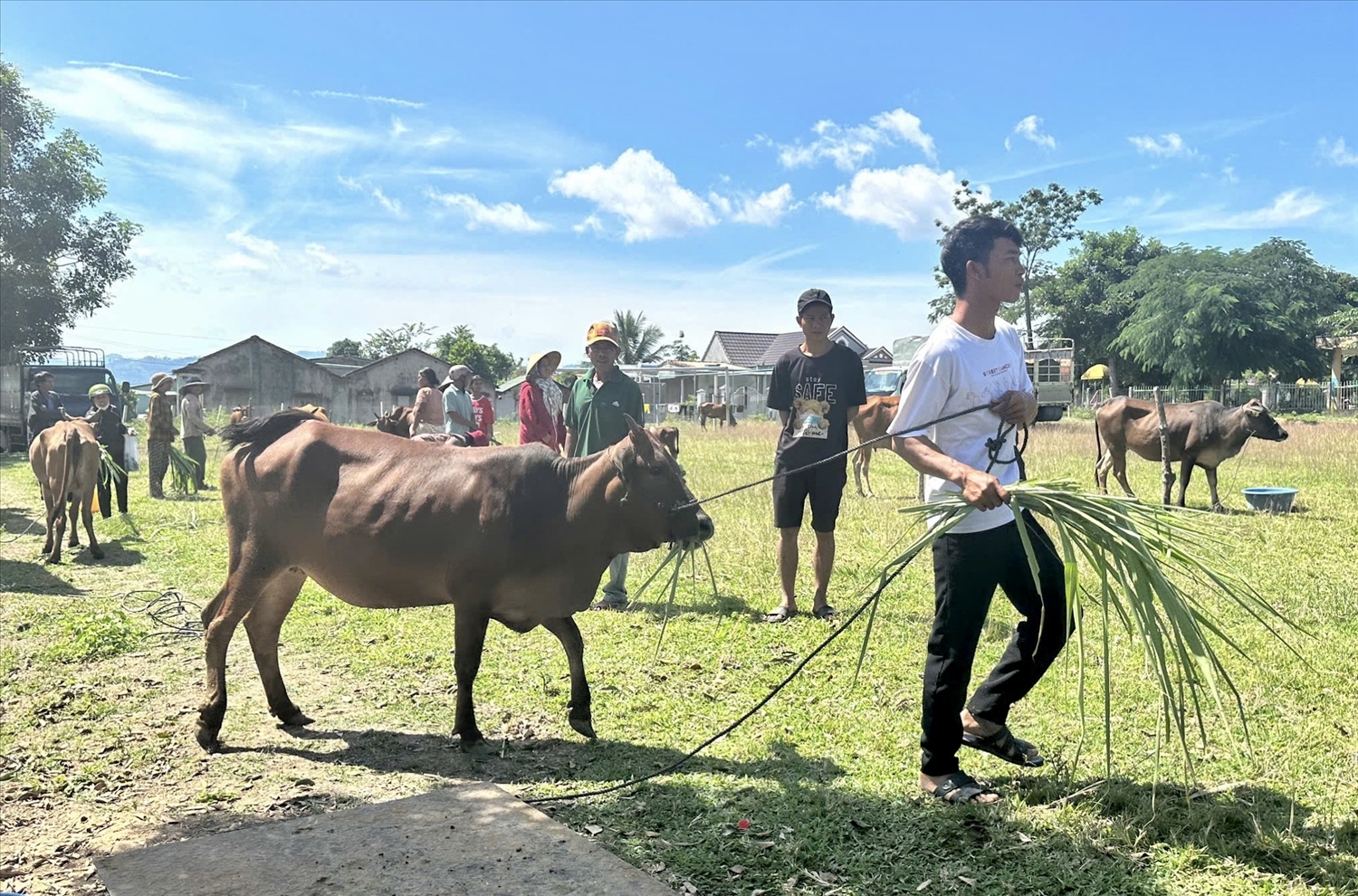 Xã Ya Xiêr, huyện Sa Thầy triển khai hỗ trợ bò cái sinh sản cho các hộ đồng bào DTTS nghèo 