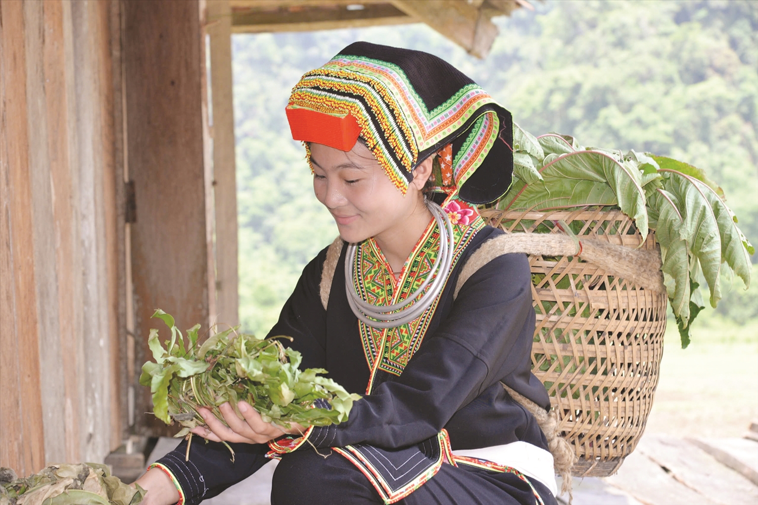 Người dao lù gang, xã Hữu Liên, huyện Hữu Lũng, tỉnh Lạng Sơn vẫn duy trì nghề hái lá thuốc truyền thống.