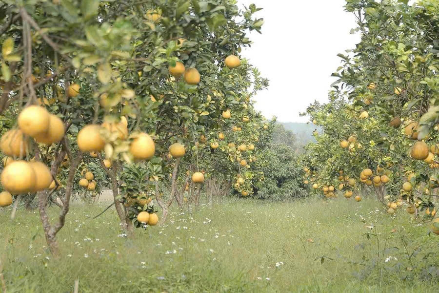 Bưởi Đại Minh hiện nay đã được nhiều lái buôn bao vườn, đưa vào thị trường dịp cận Tết.