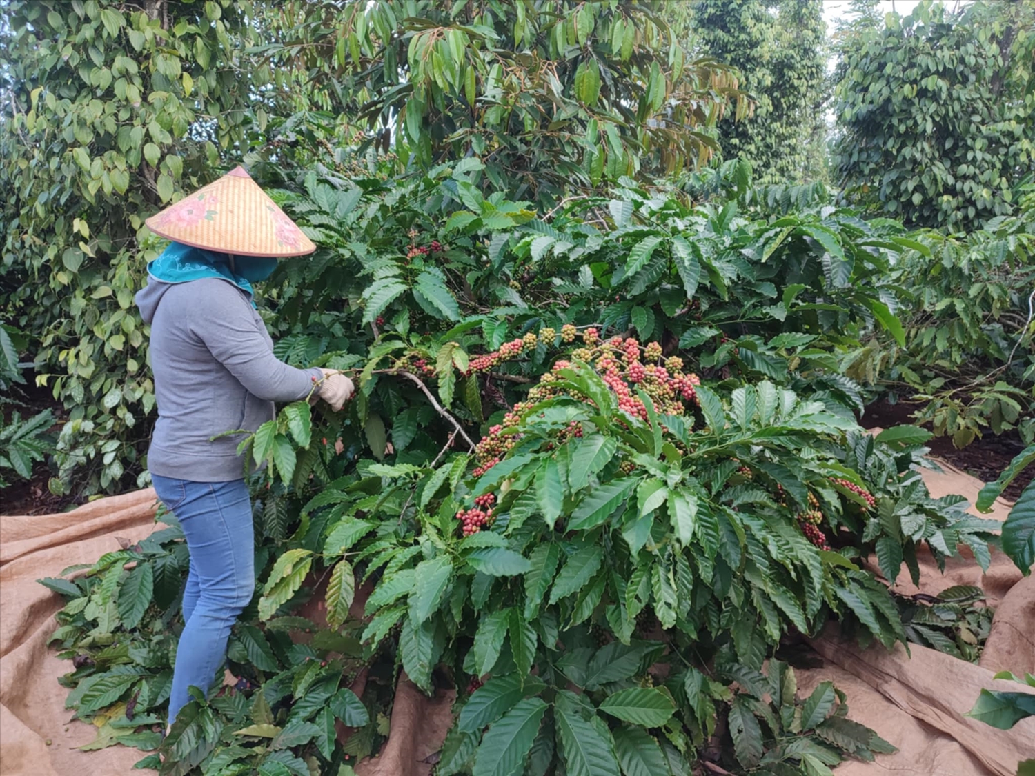 Người dân Tây Nguyên nói chung, Đắk Lắk nói riêng đang vào chính vụ thu hoạch cà phê