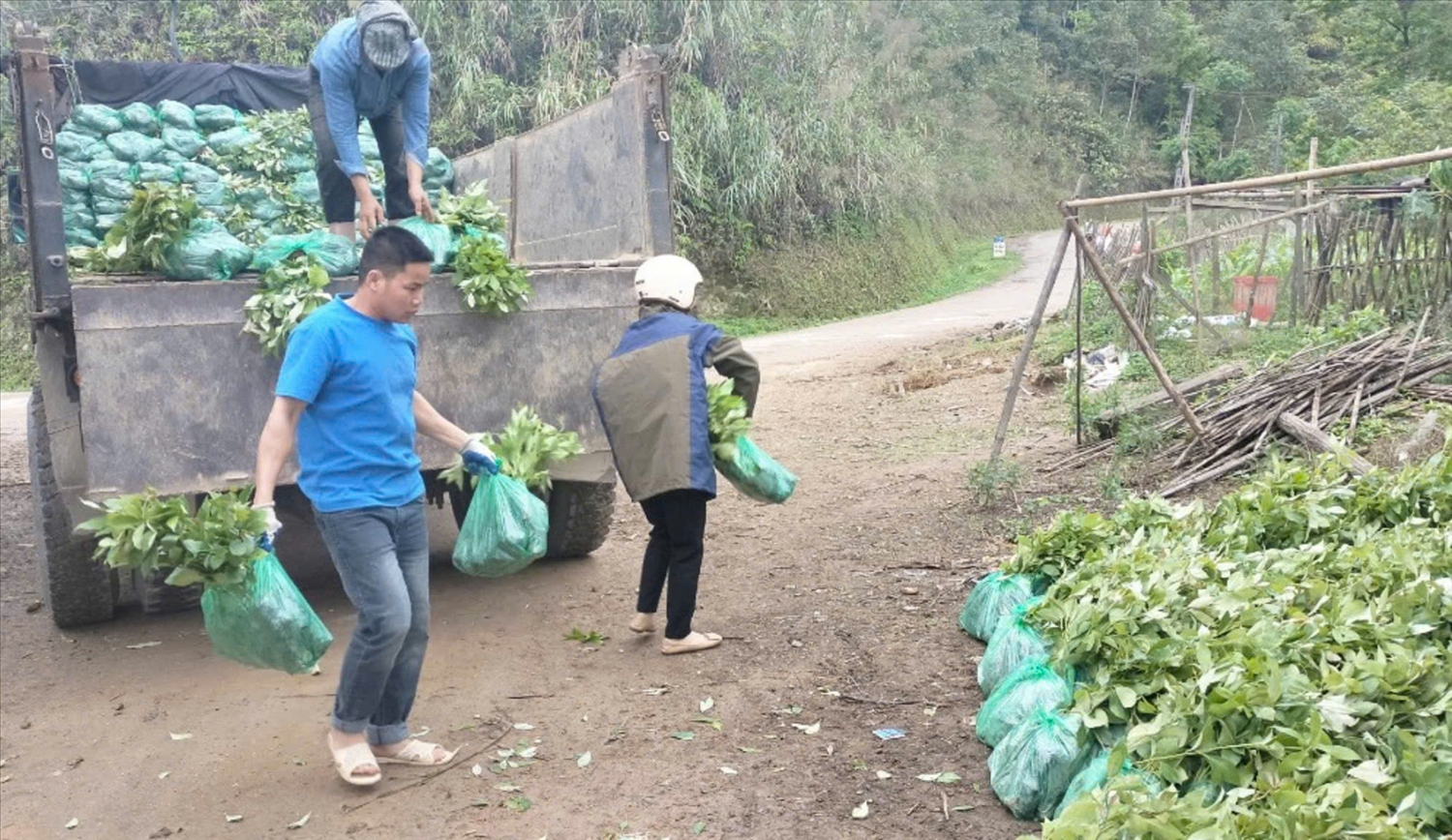 Người dân được hỗ trợ giống cây hồi để phát triển sản xuất