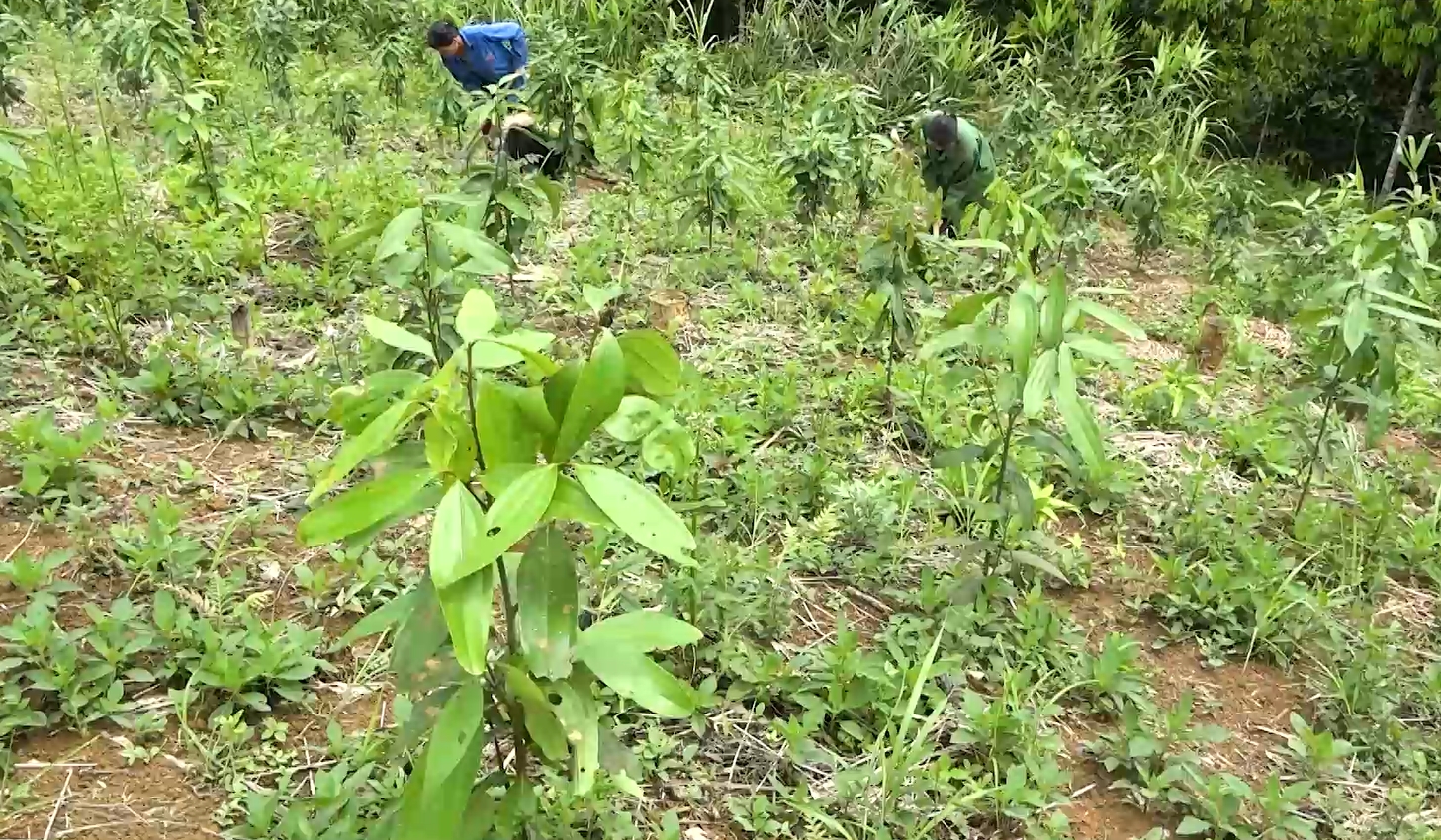 Những năm gần đây, cây quế được ngươi dân huyện Bình Gia mở rộng diện tích trồng, hiện nay, toàn huyện có trên 3.000ha quế