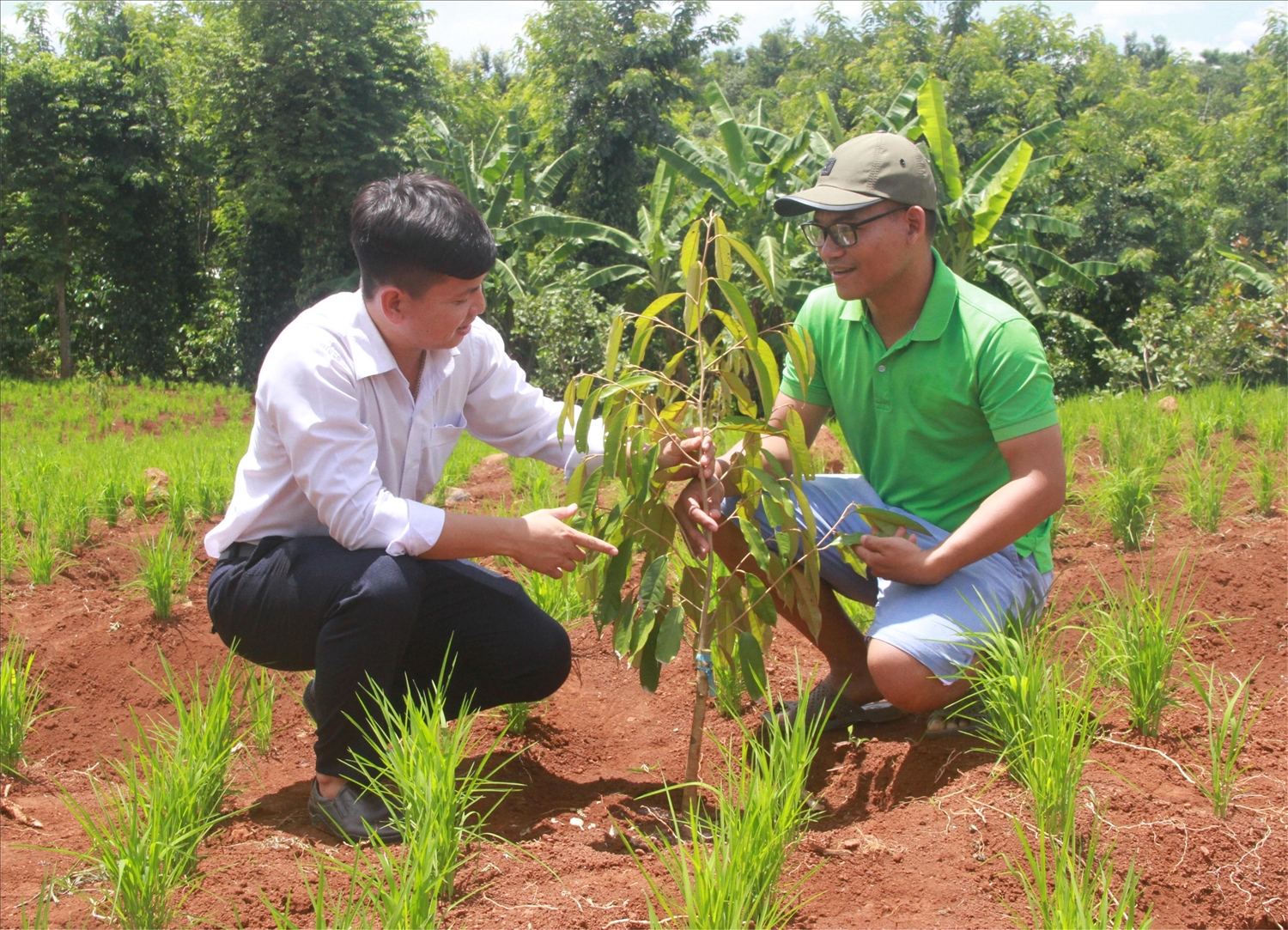 Thực hiện Nghị quyết 07 Phòng Dân tộc huyện Krông Ana hỗ trợ tái canh cà phê hướng xen canh sầu riêng cho nhiều hộ đồng bào DTTS