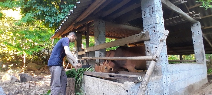 Hộ gia đình ông Hà Văn Thơm, xóm Nà Mèo, xã Nà Phòn phấn khởi khi được hỗ trợ bò sinh sản từ Chương trình MTQG 1719 (Ảnh: Thanh Hạnh)