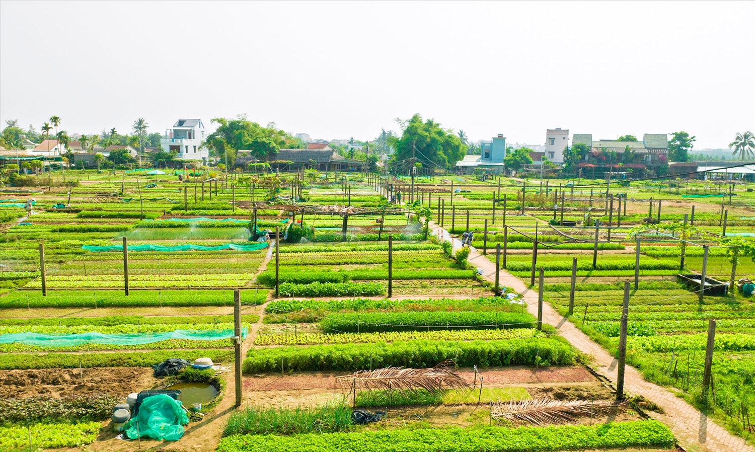 Một góc Làng rau Trà Quế.