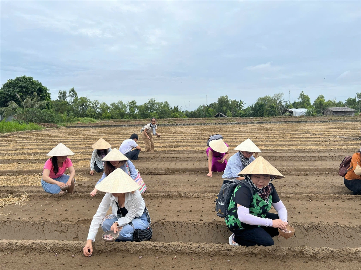 Du khách được trải nghiệm các hoạt động sản xuất nông nghiệp cùng người dân tại Cồn Ông, chăm sóc các loại cây hoa màu như khoai lang, dưa gang, hành lá…