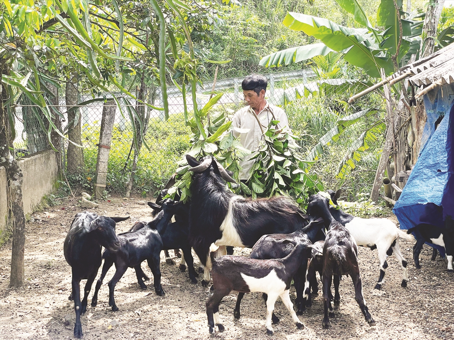 Ông Hồ Xuân Hoa, xã Hương Trà, huyện Trà Bồng thoát nghèo nhờ đàn dê được hỗ trợ từ vốn chính sách