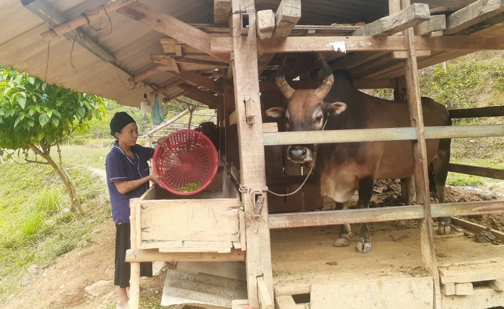 Từ năm 2021 đến nay, thực hiện các Chương trình MTQG, tỉnh Cao Bằng đã bố trí kinh phí để hỗ trợ người dân di dời chuồng trại gia súc dưới gầm sàn nhà ở. Đến hết năm 2023, toàn tỉnh thực hiện di dời được 6.738 hộ, với kinh phí trên 17,3 tỷ đồng. (Trong ảnh: Người dân xóm Nà Dường, xã Khánh Xuân, huyện Bảo Lạc di dời chuồng gia súc ra khỏi gầm sàn nhà ở).