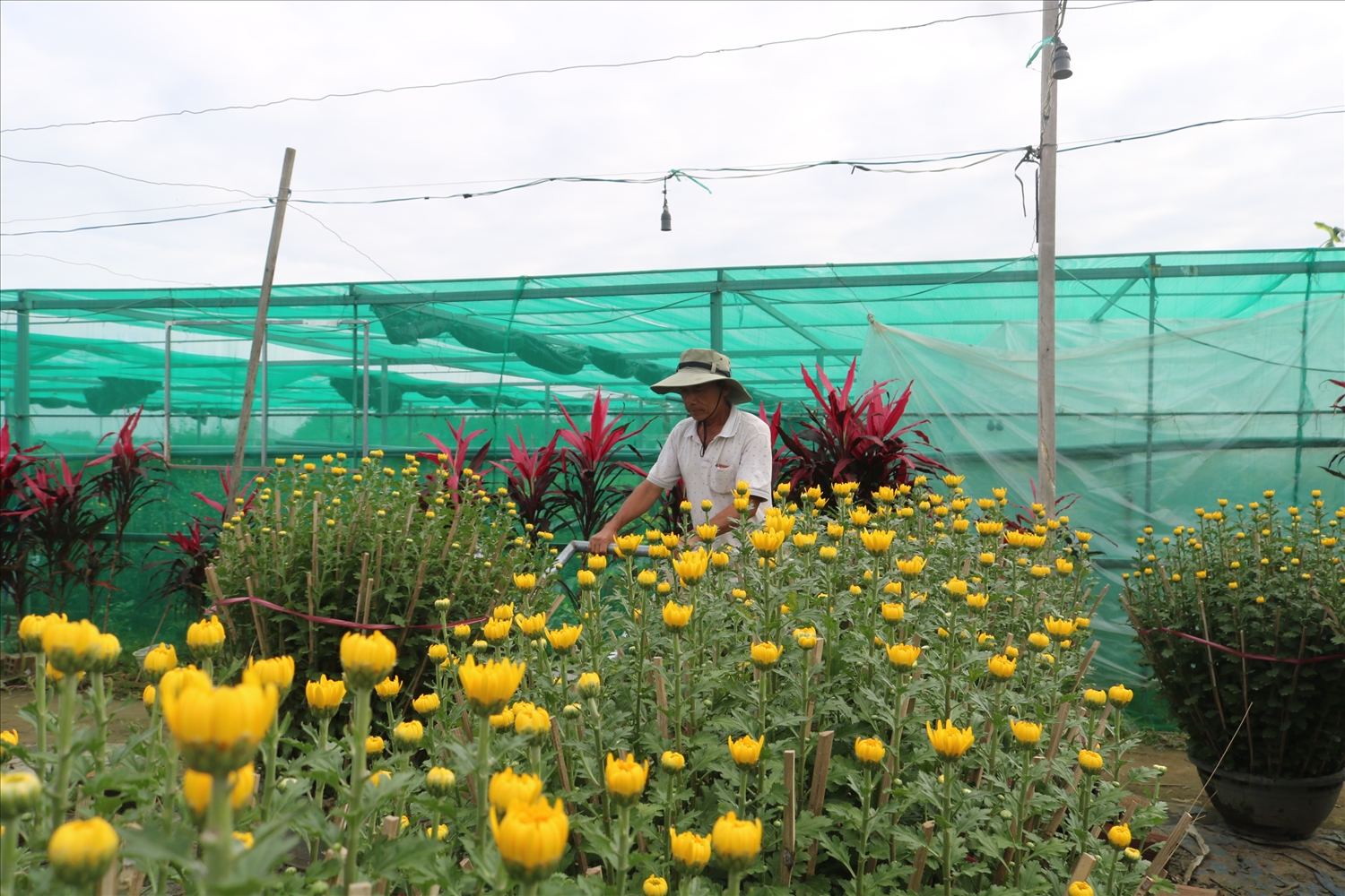 Nghề trồng hoa Tết kỳ vọng sẽ cải thiện thu nhập cho người dân