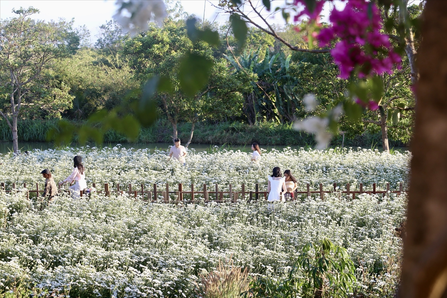 Vườn hoa cúc họa mi khoe sắc trắng tinh khôi thu hút đông đảo du khách gần xa đến tham quan, chụp ảnh 