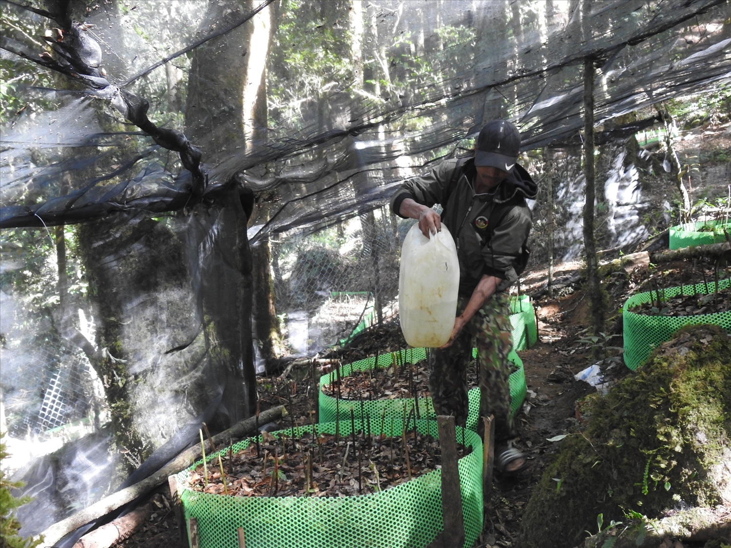 Người dân dùng can chứa nước cõng lên rừng tưới cho cây sâm Ngọc Linh