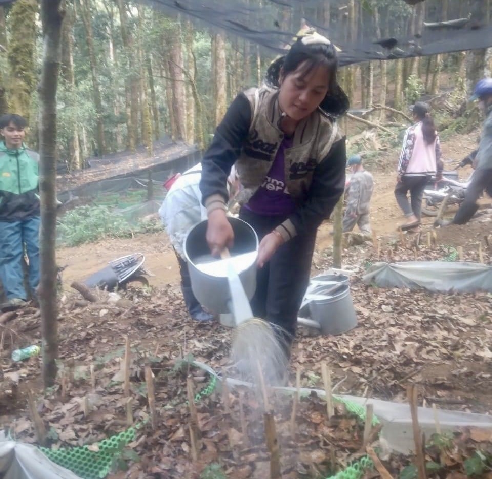 Việc tưới nước cho cây sâm Ngọc Linh được người dân thực hiện hết sức kỹ càng để tránh làm gãy thân cây