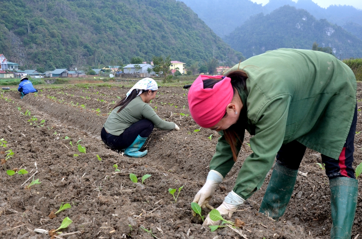 Tranh thủ thời tiết thuận lợi, bà con các huyện Bạch Thông, Ngân Sơn (Bắc Kạn) khẩn trương trồng cây vụ Xuân