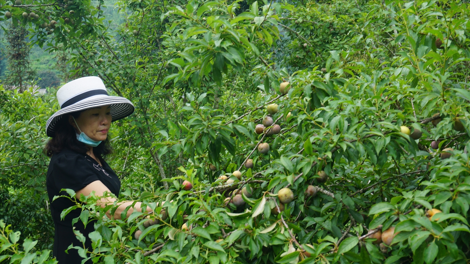 Mận Tam hoa là một trong những loại cây ăn quả đặc sản của huyện Bắc Hà