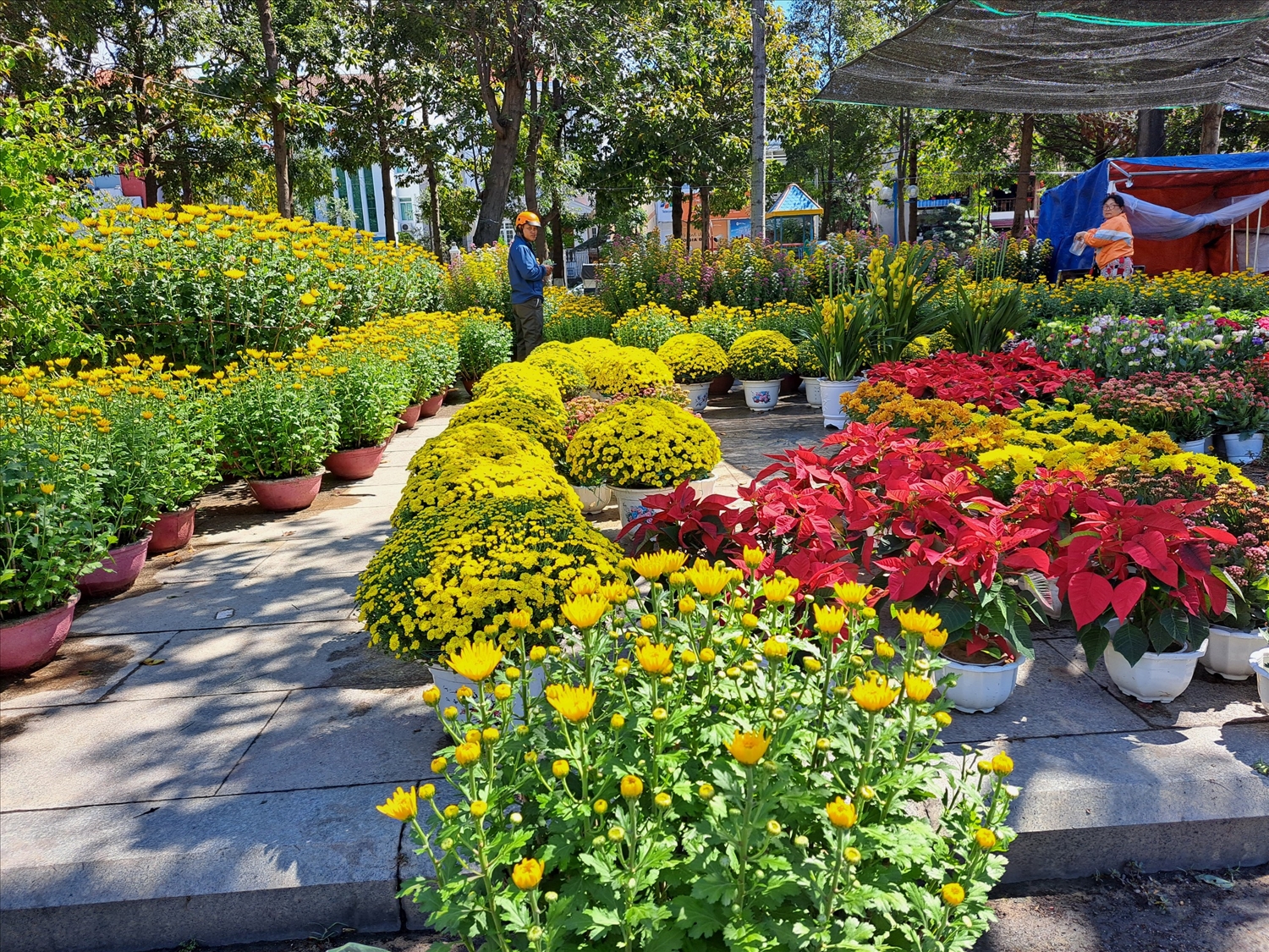 Mặc dù chưa đến giờ khai trương chợ hoa xuân, nhưng không khí mua bán nhộn nhịp diễn ra ở khắp mọi ngã đường hoa trên thành phố biển Quy Nhơn