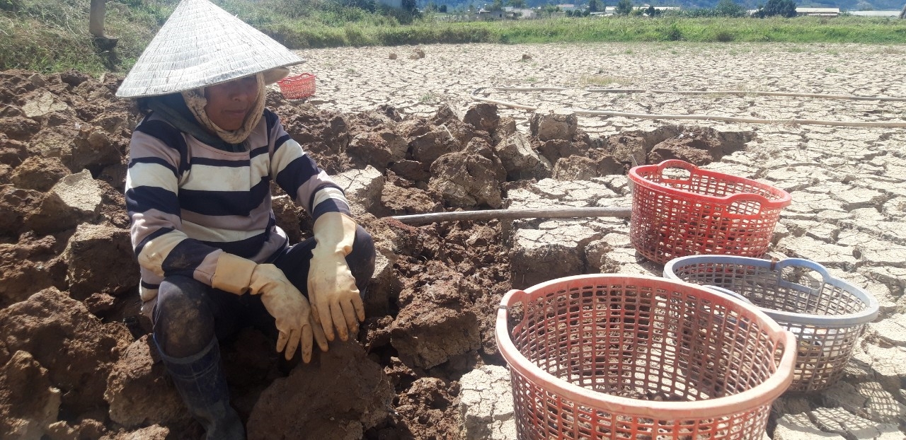 Bà Ma Thao cho biết, thu hoạch củ năng dưới chân ruộng nứt nẻ rất vất vả nhưng vụ năng năm nay cho nhiều củ nên gia đình bà có thu nhập cao hơn trồng lúa.