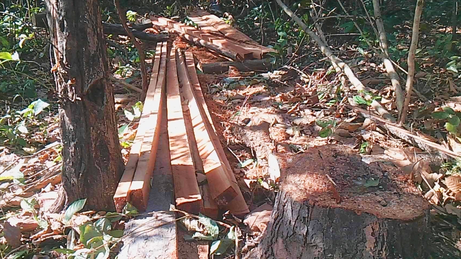 Cây rừng bị đốn hạ bị xẻ thành nhiều thanh gỗ dài 