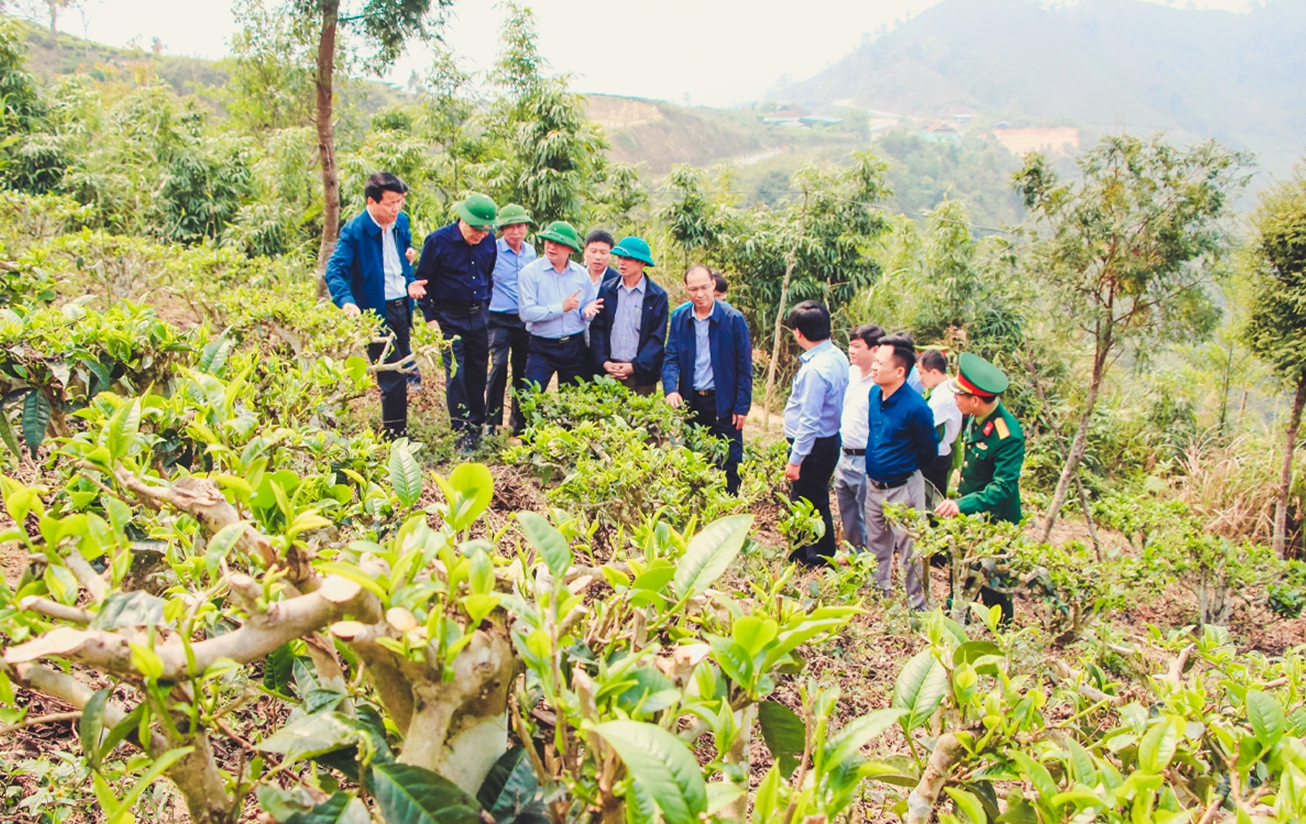 Mô hình trồng chè shan tuyết đang giúp người dân vùng miền núi cao Nghệ An có thu nhập, thoát nghèo và ổn định cuộc sống
