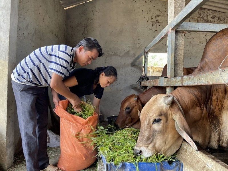 Từ hỗ trợ con giống, người dân vùng miền núi Nghệ An đã thực hiện mô hình nuôi bò nhốt mang lại hiệu quả