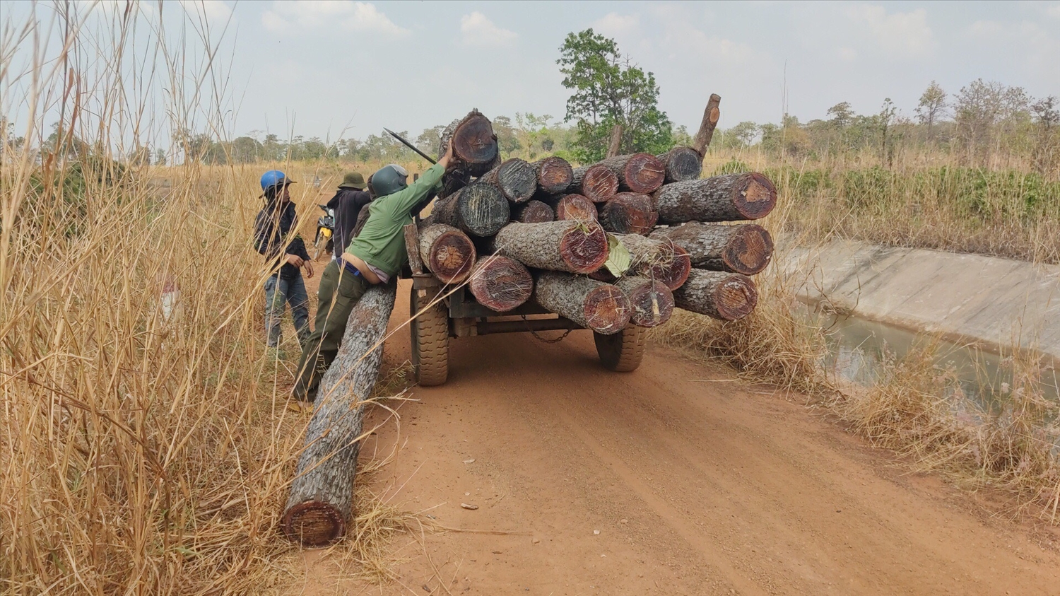 Lực lượng chức năng đưa tang vật vụ khai thác lâm sản trái phép tại tiểu khu 1003 về Ban Quản lý rừng phòng hộ Ia Meur