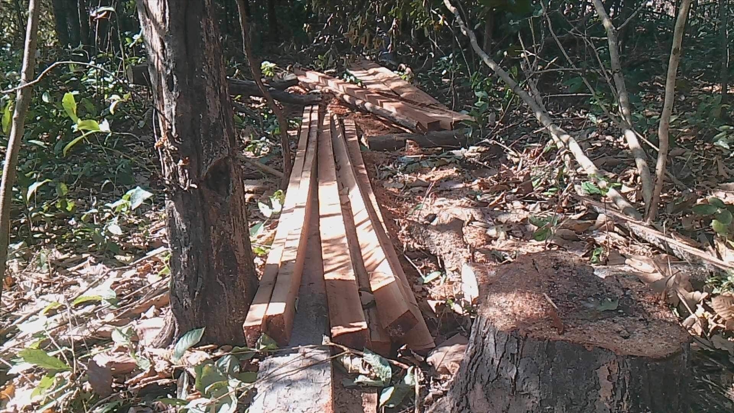 Hiện trường vụ phá rừng tại xã biên giới Ia Mơ