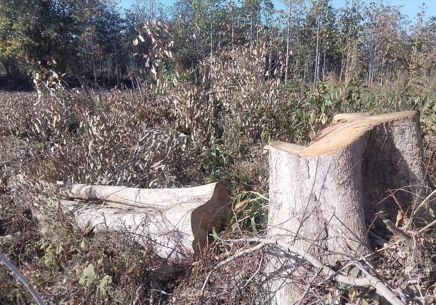  Hàng trăm cây rừng trên 15 năm tuổi trở lên bị nhóm đối tượng triệt hạ hàng loạt tại xã Ia Mơ