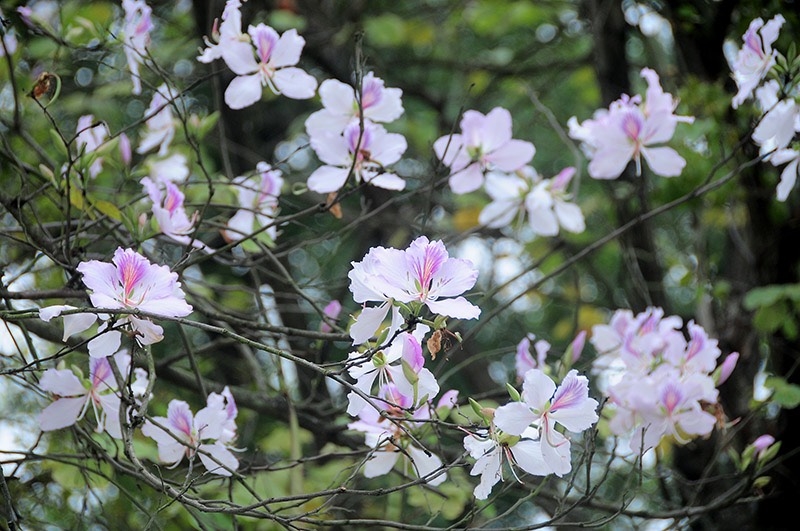 Hoa ban - loài hoa biểu tượng của núi rừng Tây Bắc.